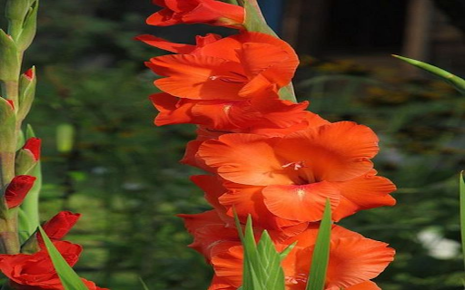 Orange gladiolus wallpaper  from Chrome web store to be run with OffiDocs Chromium online