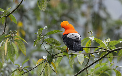 Orange headed bird  from Chrome web store to be run with OffiDocs Chromium online