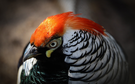 Orange headed chicken  from Chrome web store to be run with OffiDocs Chromium online