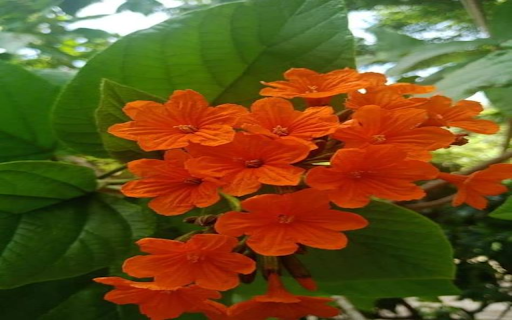 Orange iridescent flower wallpaper  from Chrome web store to be run with OffiDocs Chromium online