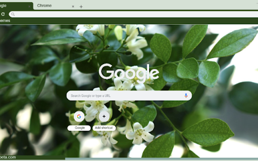 Orange Jessamine  from Chrome web store to be run with OffiDocs Chromium online