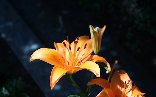 Orange Lily  from Chrome web store to be run with OffiDocs Chromium online