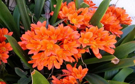 orange lily wallpaper  from Chrome web store to be run with OffiDocs Chromium online