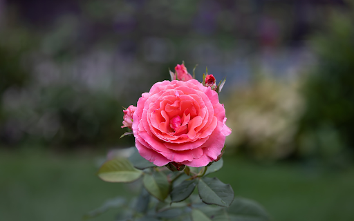 Orange Pink Rose  from Chrome web store to be run with OffiDocs Chromium online