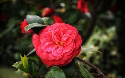 Orange Red Camellia  from Chrome web store to be run with OffiDocs Chromium online