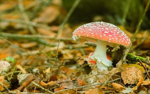 orange red dwarf mushroom  from Chrome web store to be run with OffiDocs Chromium online