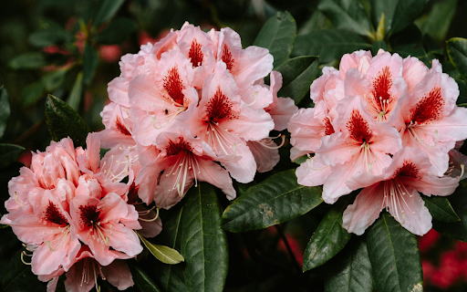 Orange Rose Branches  from Chrome web store to be run with OffiDocs Chromium online
