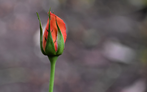 Orange rose buds clustered  from Chrome web store to be run with OffiDocs Chromium online