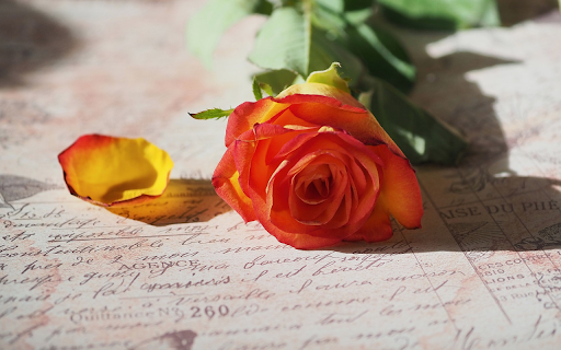 Orange roses on paper  from Chrome web store to be run with OffiDocs Chromium online