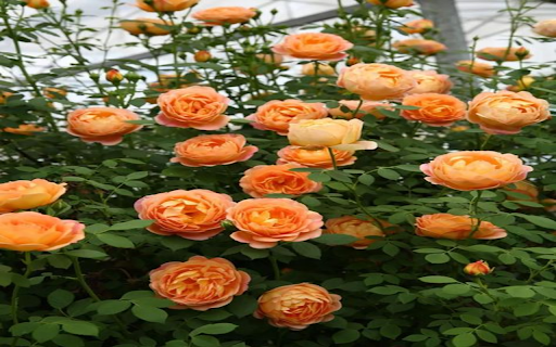 Orange Rose Wallpaper  from Chrome web store to be run with OffiDocs Chromium online