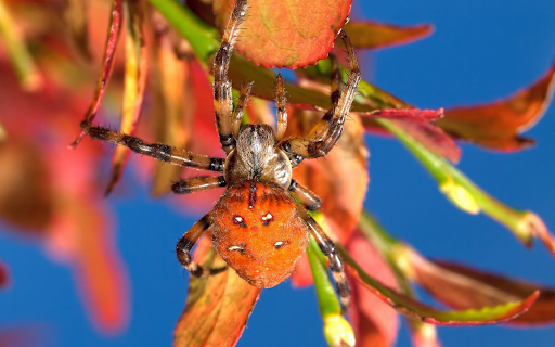 Orange spider  from Chrome web store to be run with OffiDocs Chromium online
