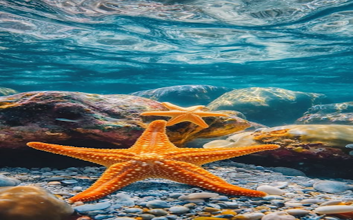 Orange starfish wallpaper  from Chrome web store to be run with OffiDocs Chromium online