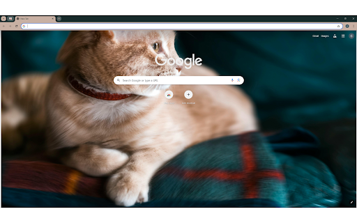 Orange Tabby Cat With Red Collar on Green Sofa  from Chrome web store to be run with OffiDocs Chromium online