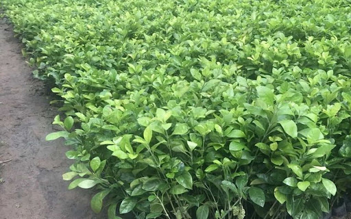 orange tree nursery wallpaper  from Chrome web store to be run with OffiDocs Chromium online