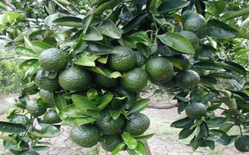 orange tree wallpaper  from Chrome web store to be run with OffiDocs Chromium online