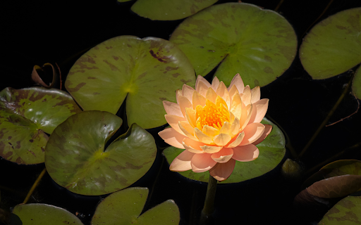 Orange water lily  from Chrome web store to be run with OffiDocs Chromium online