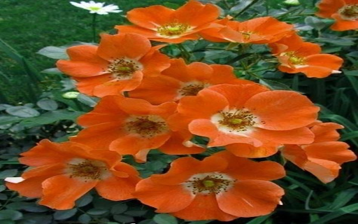 Orange Wild Rose Wallpaper  from Chrome web store to be run with OffiDocs Chromium online