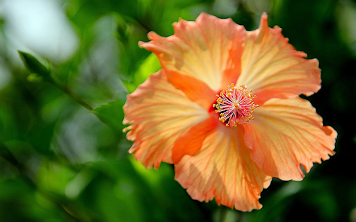 Orange yellow flowers  from Chrome web store to be run with OffiDocs Chromium online