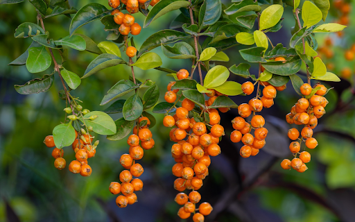 Orange yellow fruits  from Chrome web store to be run with OffiDocs Chromium online