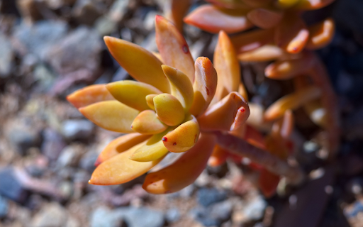 orange yellow succulents  from Chrome web store to be run with OffiDocs Chromium online