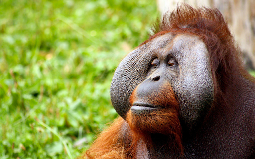 Orangutan  from Chrome web store to be run with OffiDocs Chromium online