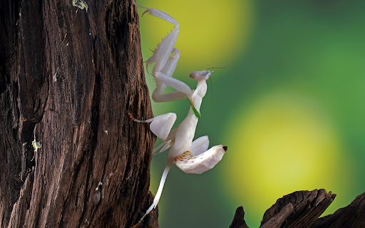 orchid mantis  from Chrome web store to be run with OffiDocs Chromium online