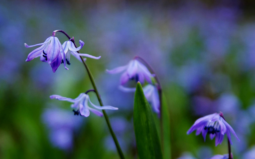 Orchids bloom  from Chrome web store to be run with OffiDocs Chromium online