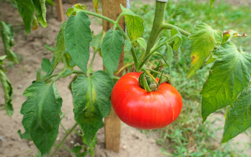 Original tomatoes  from Chrome web store to be run with OffiDocs Chromium online