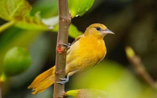 ORIOLE THEME  from Chrome web store to be run with OffiDocs Chromium online