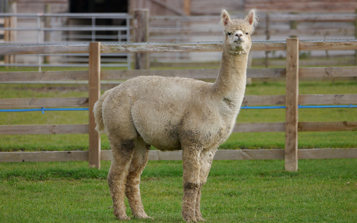 Ornamental camel next to the fence  from Chrome web store to be run with OffiDocs Chromium online