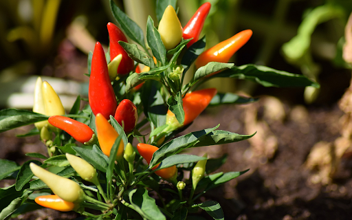 Ornamental chili  from Chrome web store to be run with OffiDocs Chromium online