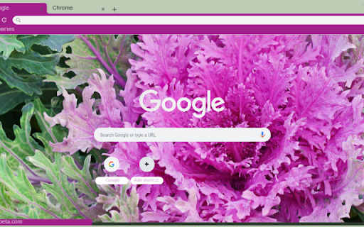 Ornamental Kale  from Chrome web store to be run with OffiDocs Chromium online