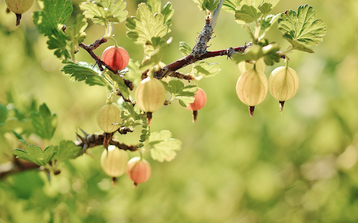 Ornamental plants bloom  from Chrome web store to be run with OffiDocs Chromium online