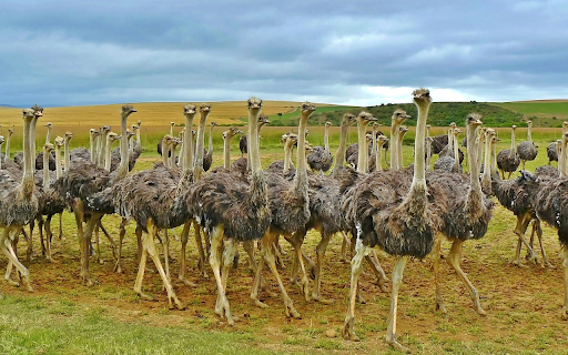 Ostriches gather  from Chrome web store to be run with OffiDocs Chromium online