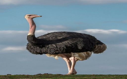 Ostrich wallpaper  from Chrome web store to be run with OffiDocs Chromium online