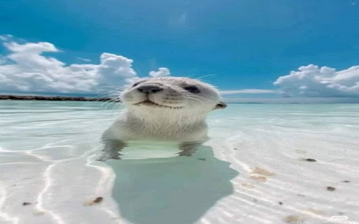 otter and lake wallpaper  from Chrome web store to be run with OffiDocs Chromium online