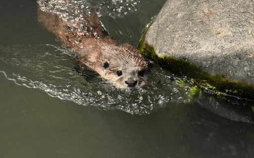 Otter Swimming in the Stream  from Chrome web store to be run with OffiDocs Chromium online