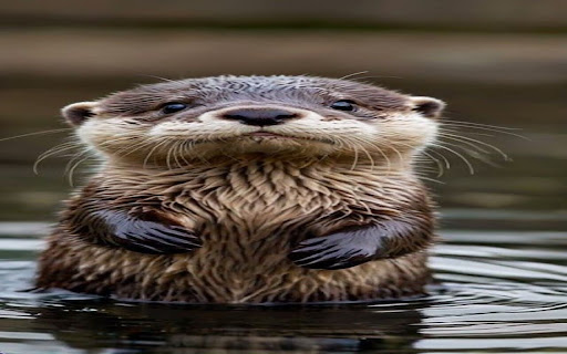 otter wallpaper  from Chrome web store to be run with OffiDocs Chromium online
