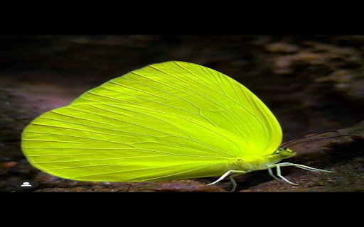 Outstanding bright yellow butterfly wallpaper  from Chrome web store to be run with OffiDocs Chromium online