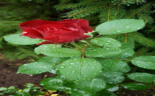 Outstanding red rose wallpaper  from Chrome web store to be run with OffiDocs Chromium online