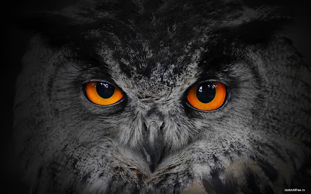 Owl  from Chrome web store to be run with OffiDocs Chromium online