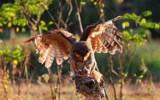 owls catch prey small lizard  from Chrome web store to be run with OffiDocs Chromium online