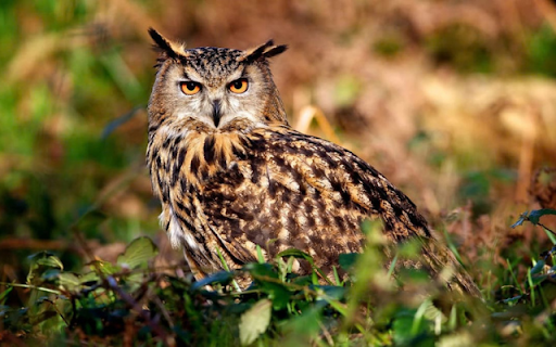 Owl: The Mysterious Night Hunter  from Chrome web store to be run with OffiDocs Chromium online