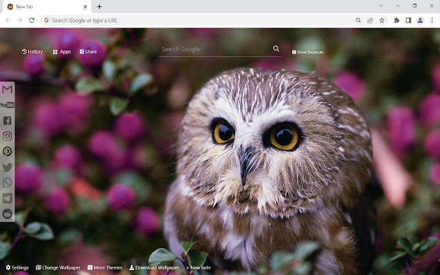 Owl Wallpaper ແຖບໃຫມ່ຈາກຮ້ານເວັບ Chrome ທີ່ຈະດໍາເນີນການກັບ OffiDocs Chromium ອອນໄລນ໌