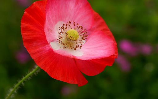 Painted Poppy  from Chrome web store to be run with OffiDocs Chromium online