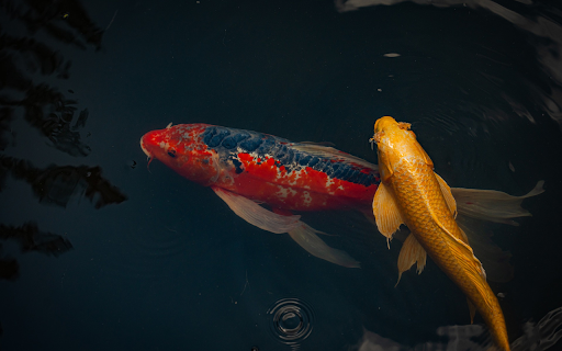 Pair of beautiful ornamental fish  from Chrome web store to be run with OffiDocs Chromium online