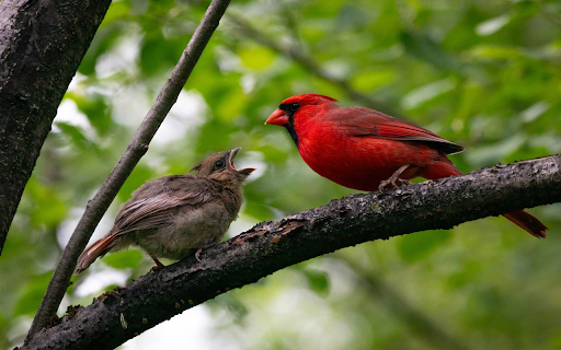 Pair of birds on a branch  from Chrome web store to be run with OffiDocs Chromium online