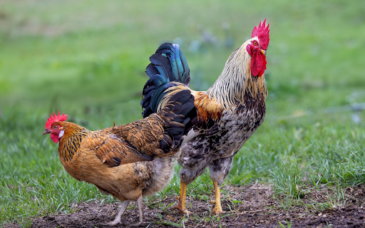 Pair of breeding chickens  from Chrome web store to be run with OffiDocs Chromium online