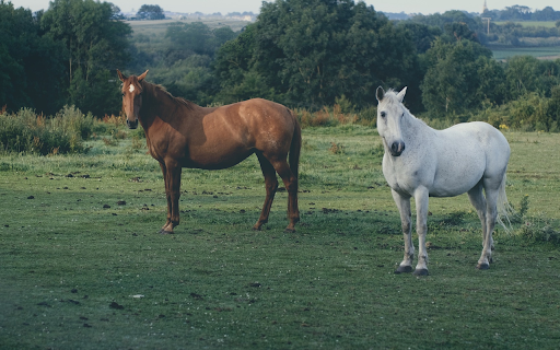 Pair of brown and white horses  from Chrome web store to be run with OffiDocs Chromium online