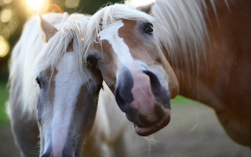 Pair of close horses  from Chrome web store to be run with OffiDocs Chromium online